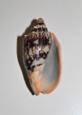 Bat volute seashell for sale  HARLOW