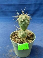Tephrocactus alexandrii 1772p for sale  Shipping to South Africa