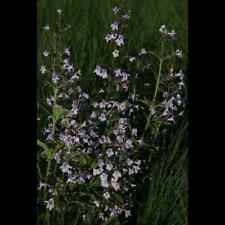 Calamintha nepeta blue gebraucht kaufen  Deutschland