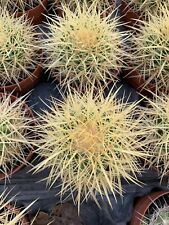 Echinocactus grusoni own usato  Monterosso Almo