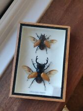 Stag beetle wings for sale  ROMSEY