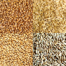 Organic oat barley for sale  SWADLINCOTE