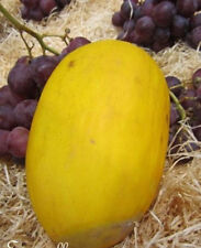 Melon jaune canaris d'occasion  Metz-