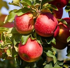 Säulenapfel sonate kräftig gebraucht kaufen  Quakenbrück