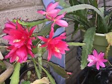 orchid cactus for sale  Glendora