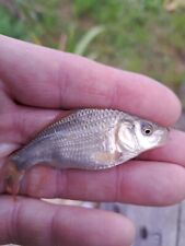 Common mirror ghost for sale  PETERBOROUGH
