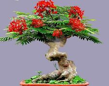 Royal poinciana red for sale  Lincolnton