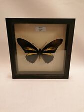 BUTTERFLY TAXIDERMY BATTUS CRASSUS WOODEN FRAMED 14CM PERU UK SELLER for sale  Shipping to South Africa