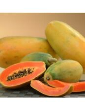 Carica Honeydew de papaya 50 - 3.000 semillas segunda mano  Embacar hacia Argentina
