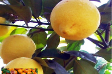 Lemon lime seeds for sale  Goldsboro