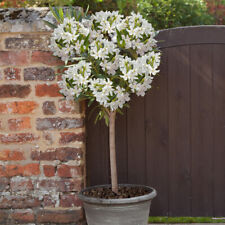 White oleander standard for sale  PETERBOROUGH