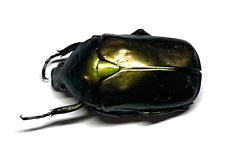 Insect - CETONIDAE Pedinorrhina recurva - Ghana - Male 23mm Uncommon...! comprar usado  Enviando para Brazil