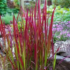 Imperata rubra red for sale  IPSWICH