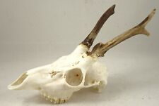 Astas de ciervo corzo en cráneo NATURAL cuerno de buck montaje en pared trofeo clavo de taxidermia 305 segunda mano  Embacar hacia Mexico
