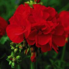 Geranium plugs flower for sale  IPSWICH