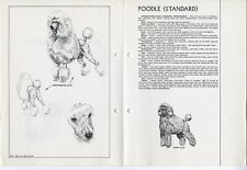 Standard poodle 1978 for sale  COLEFORD