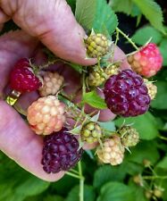 Amethyst purple raspberry for sale  Weyauwega
