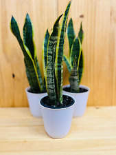 Snake plant includes for sale  Howard Beach