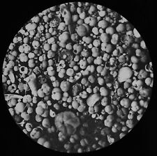 Foraminifera 1900 fathoms for sale  HAYLE