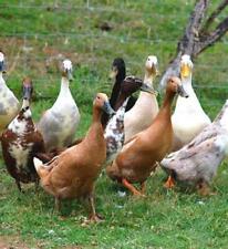6 x Mixed Colour Indian Runner Duck Hatching Eggs Fertile FREE SHIPPING for sale  BECCLES