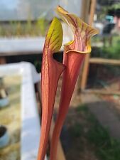 Sarracenia hybrid alucard for sale  Eugene