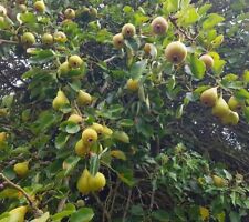 orchard trees for sale  UK