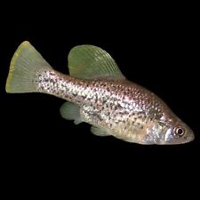 Alien splitfin chapalichthys for sale  GLASGOW