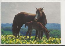 Horse postcard mare usato  Spedire a Italy