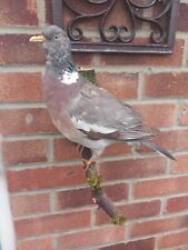 Taxidermy birds wood for sale  BILLINGHAM