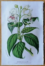 Used, Impatiens fr. Ceylon - Van Houtte Flore de Serres Botanical Print - 1852 for sale  Shipping to South Africa