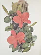 Used, Vintage Botanical Print Orchid Flower Print Wall Art~Sophronitis coccinea (O126) for sale  Shipping to South Africa