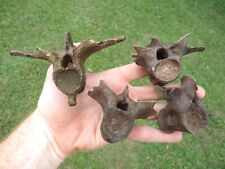 Associated alligator vertebrae for sale  Tallahassee