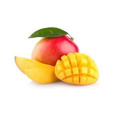 Pianta mango kent usato  Altamura