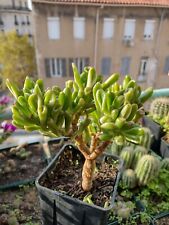 cactus crassula for sale  Shipping to Ireland
