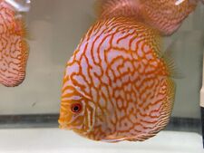 Usa discus fish. for sale  Austin