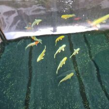 Large japanese koi for sale  WIRRAL