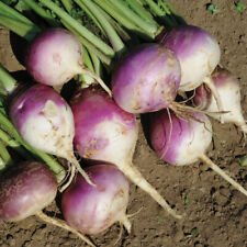 Purple top turnip for sale  Lexington