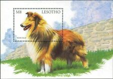 Lesotho 1999 collie usato  Trambileno