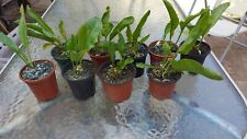 Horseradish plants pots for sale  WISBECH