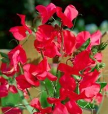 sweet pea plug plants for sale  CONSETT