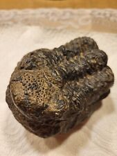 Trilobit fossil marokko gebraucht kaufen  Kulmbach