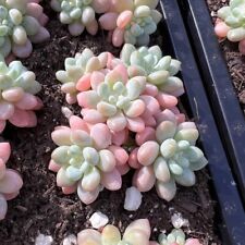 Echeveria rococo rare for sale  Anaheim