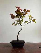 Red beech bonsai for sale  LEEDS