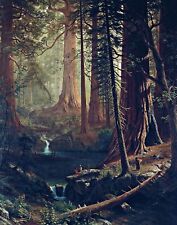 Used, Giant Redwood Trees of California. Forests Repro choose Canvas or Paper for sale  Shipping to Canada