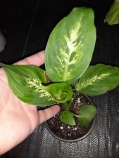Dieffenbachia maculata live for sale  Lyons