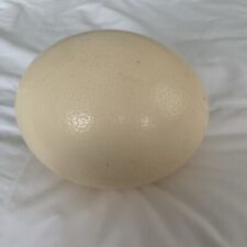 Blown ostrich egg for sale  WADHURST