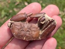 China fossil crab for sale  Coppell