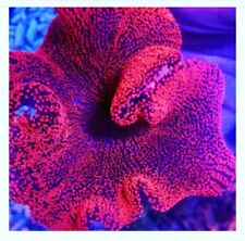 Red carpet anemone for sale  BRADFORD