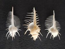 Murex Pecten. Philippines. 11/11/12 cm for sale  Shipping to South Africa