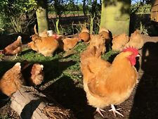 Buff orpington hatching for sale  DRIFFIELD
